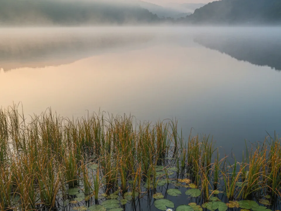 外來魚管理情境示意：池塘水草邊與開闊水面