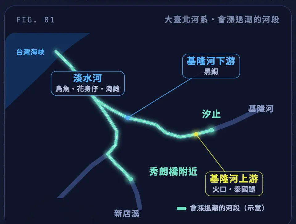 圖解 FIG.01 大臺北河系會漲退潮的河段：淡水河、基隆河到汐止、新店溪到秀朗橋附近，並標出各段站內魚種