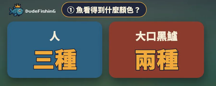 看顏色的感光細胞：人三種、大口黑鱸兩種