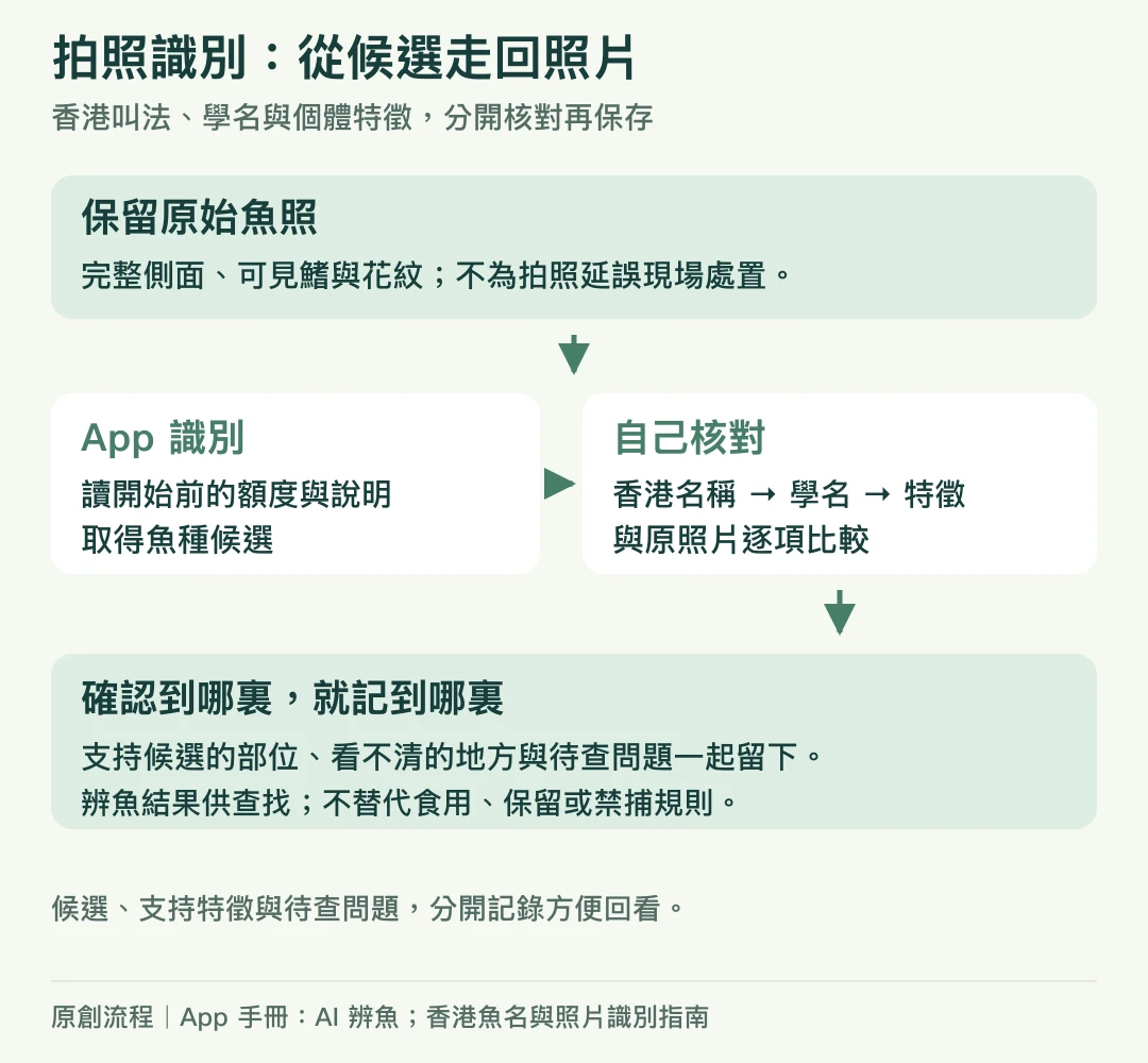 原始魚照經App識別得到候選，再核對香港名稱學名與可見特徵，保留支持理由及待查問題