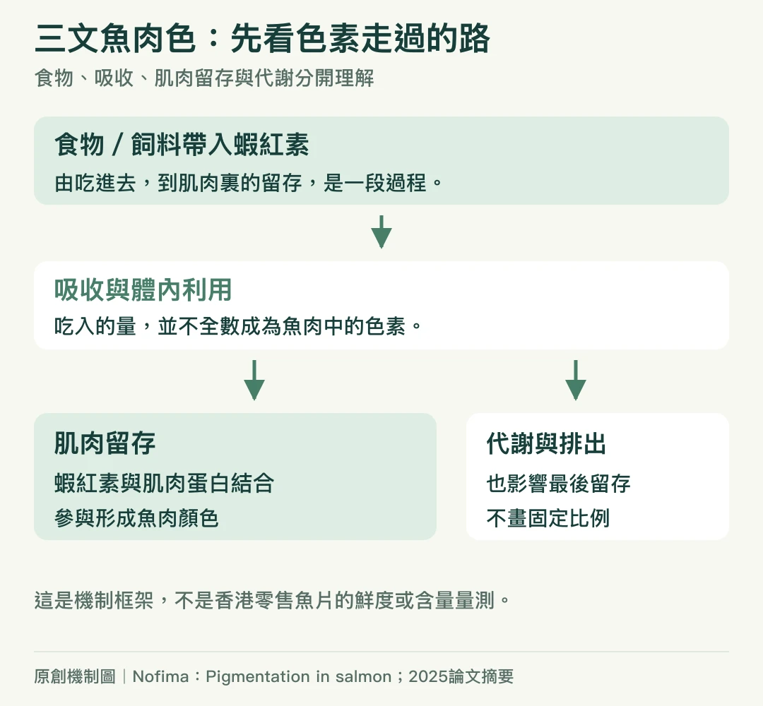色素機制:食物或飼料帶入蝦紅素,經吸收利用後部分肌肉留存,另有代謝排出,不標固定留存比例