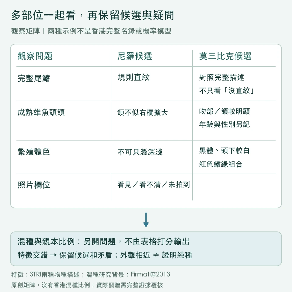 候選證據矩陣：尼羅規則尾鰭直紋、莫三比克成熟雄魚頭頜與繁殖體色，逐欄對照照片可見程度；另一欄分開保留混種與血統疑問
