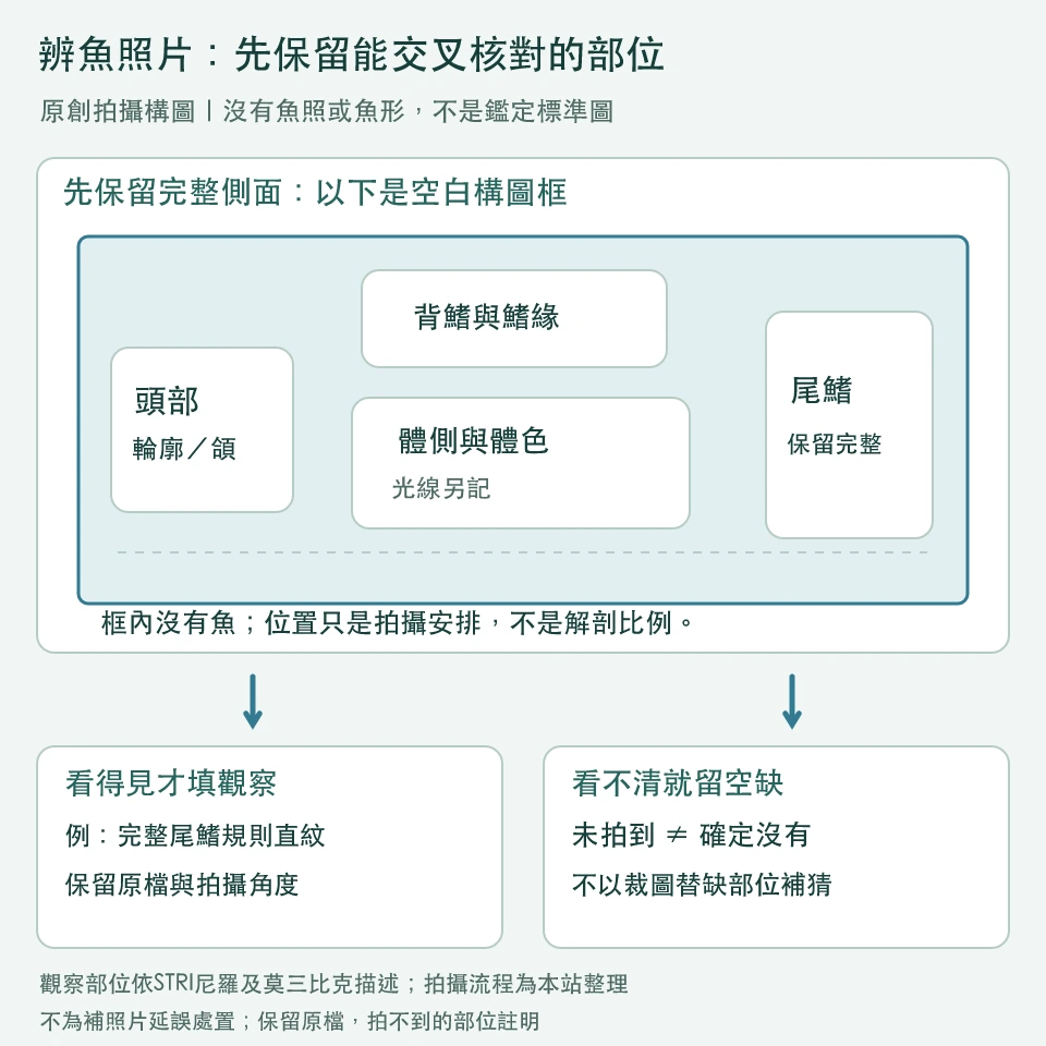 沒有魚外觀的照片構圖框：頭部、背鰭、完整尾鰭與體側四個觀察區，連到輪廓、紋理和體色記錄欄
