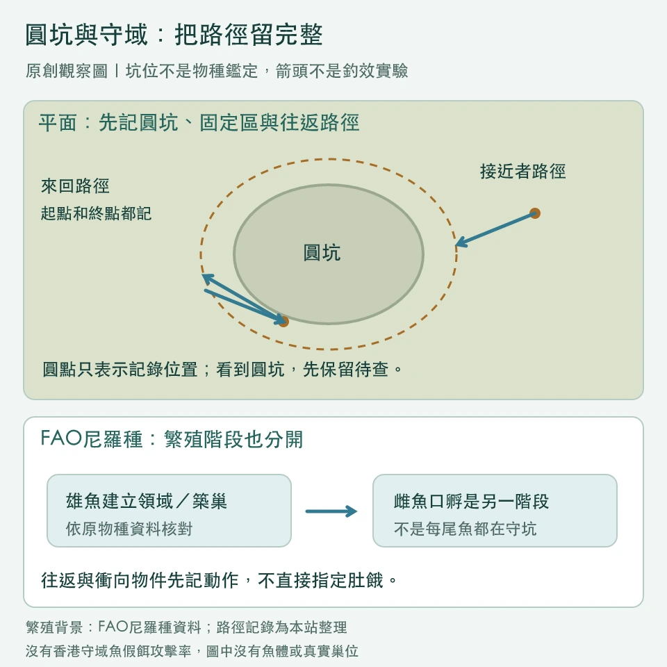 圓坑平面觀察圖：固定範圍、來回路徑及接近者的路徑分開記；下方將雄魚築巢與雌魚口孵分成不同階段