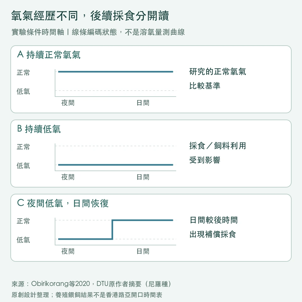 2020年尼羅種實驗設計示意：持續正常氧氣、持續低氧和夜間低氧日間恢復三條時間軸，分別連到該研究採食結果