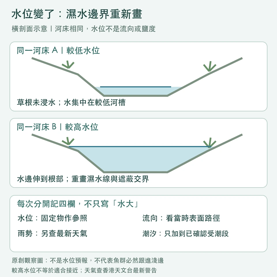同一河床兩個水位的橫剖面：低水時草根在乾岸上，較高水位時水面延伸至根部；下方分開記水位、流向、雨勢及已確認受潮河段的潮汐背景