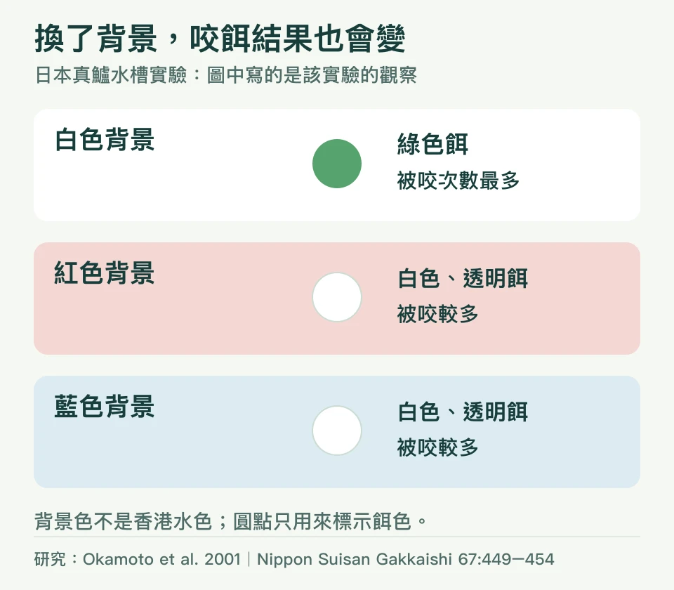 日本真鱸水槽研究：白背景綠色餌被咬最多，紅及藍背景白色與透明餌較多