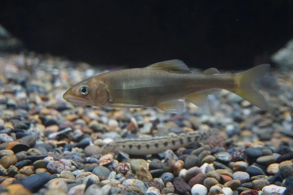 香魚實拍：黃綠色身體、胸鰭後方有黃斑的香魚停在礫石底