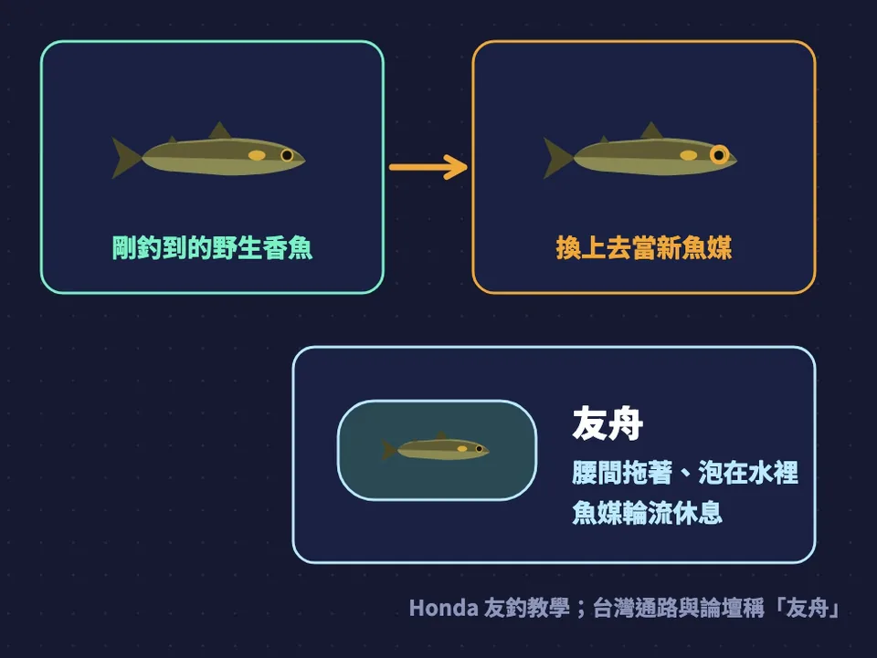 魚媒輪替示意圖：剛釣到的野生香魚換上去當新魚媒，舊魚媒放進友舟休息