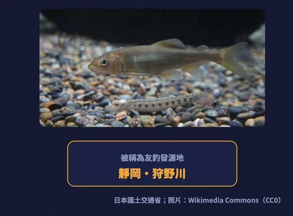 靜岡縣狩野川被稱為友釣的發源地，附香魚實拍照片