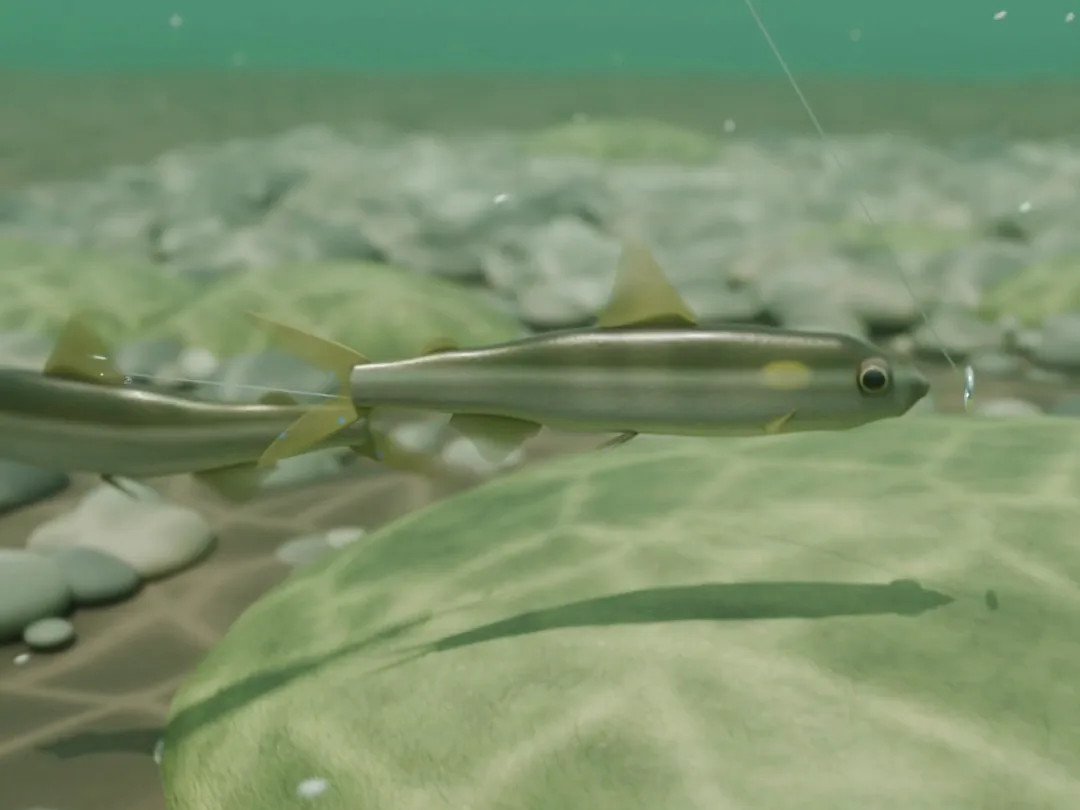 3D 示意：香魚游過長滿青苔的溪石上方