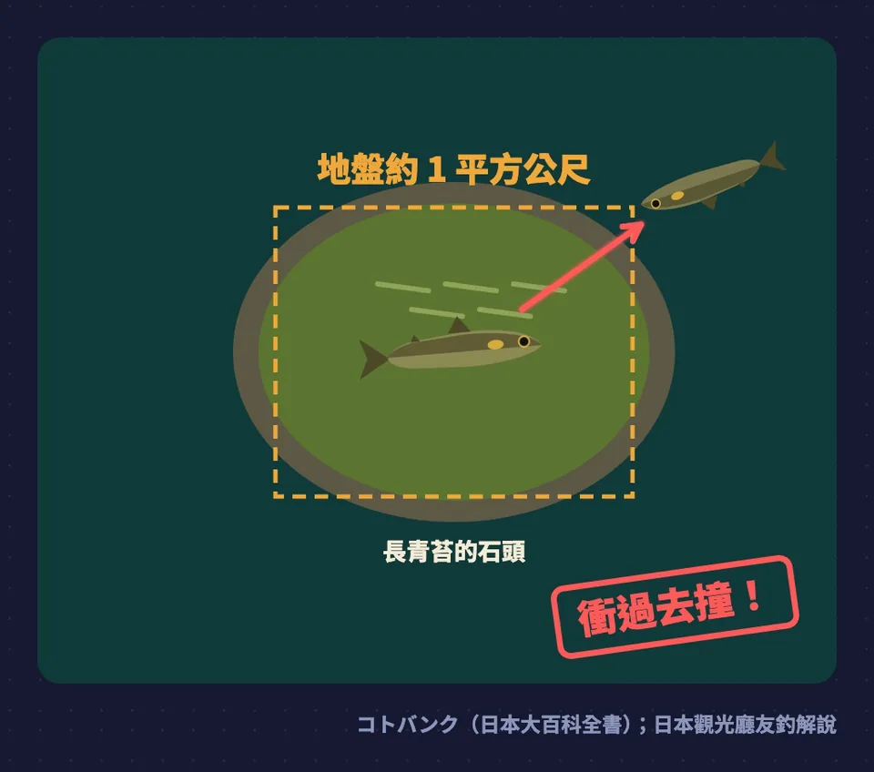 香魚地盤示意圖：一塊長青苔的石頭約一平方公尺，入侵的香魚靠近時地盤主人衝過去撞