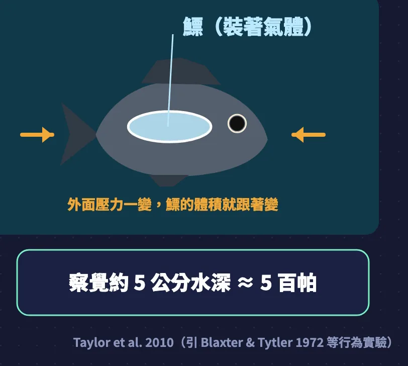 魚鰾示意:外面壓力一變鰾的體積跟著變,有些魚能察覺約5公分水深,約5百帕