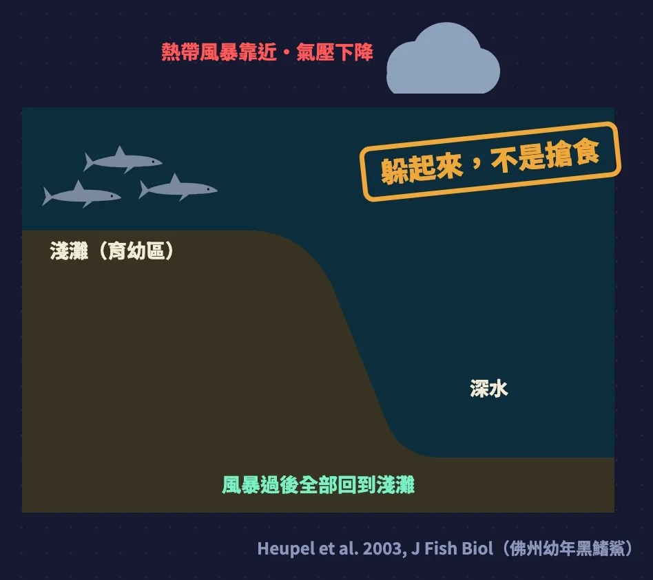佛州幼年黑鰭鯊在熱帶風暴靠近、氣壓下降時游到深水,風暴過後回到淺灘:躲起來不是搶食