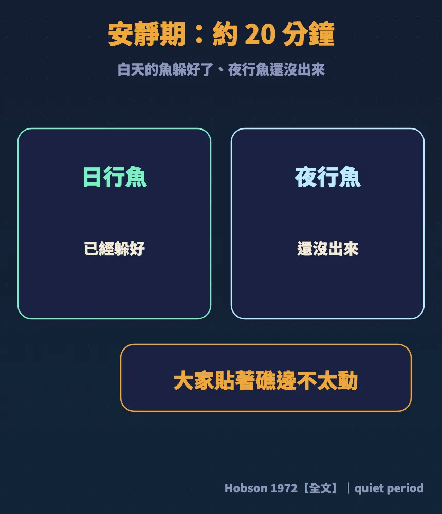 安靜期約20分鐘:日行魚已經躲好、夜行魚還沒出來,大家貼著礁邊不太動