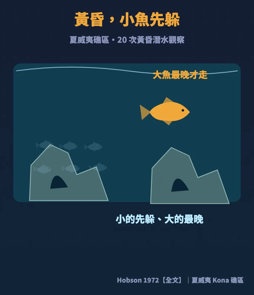 夏威夷礁區20次黃昏潛水觀察:天色變暗時小魚先躲回礁裡,大魚最晚才走