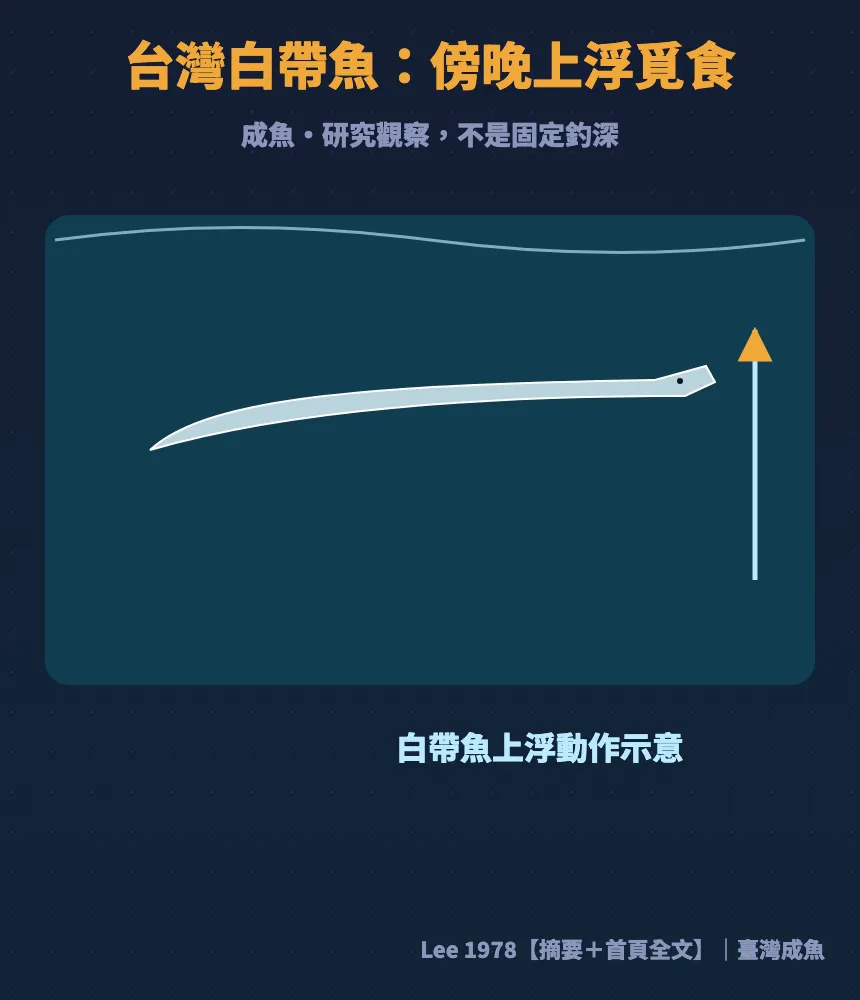 台灣白帶魚研究:成魚傍晚上浮覓食,跟浮游生物、小白帶和鯷魚一起上來