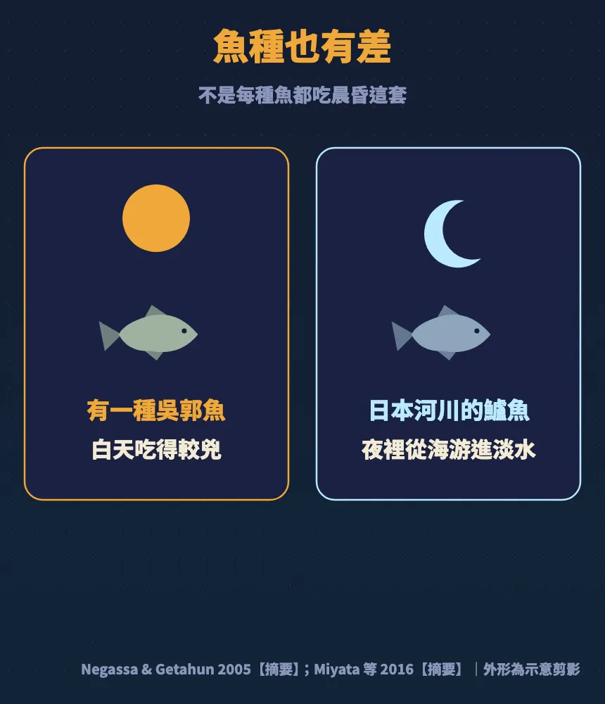 魚種也有差:有一種吳郭魚白天吃得比較兇,日本河川的鱸魚夜裡從海游進淡水