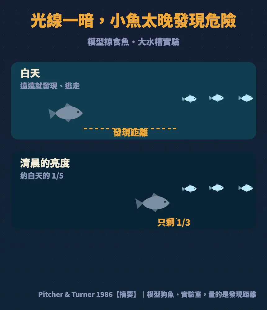 白天小魚遠遠就發現掠食魚;清晨亮度約白天五分之一時,掠食魚要靠近到三分之一距離小魚才發現