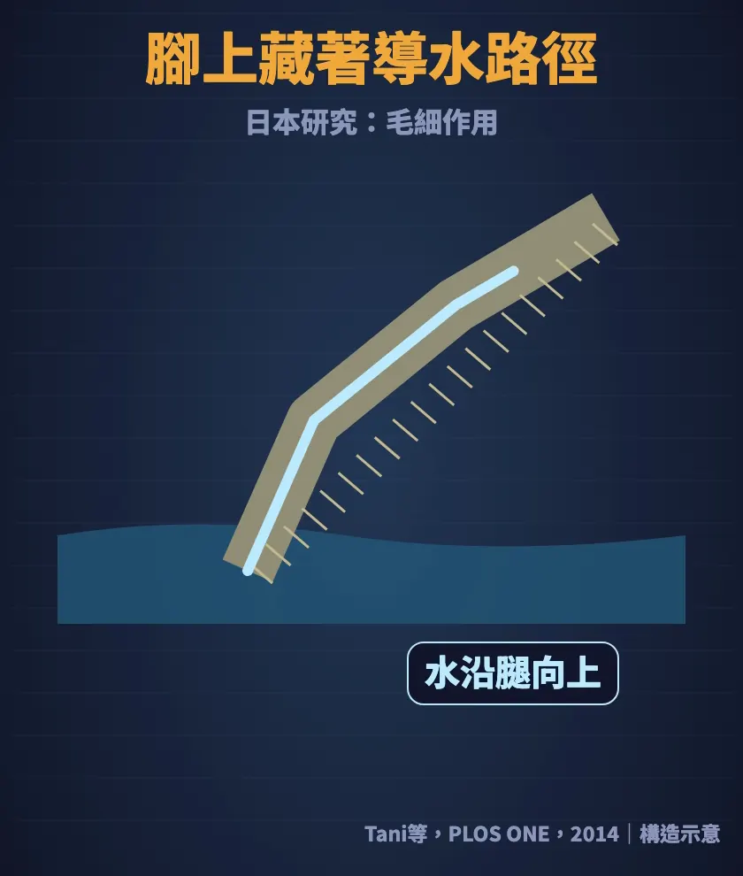 海蟑螂腳上的毛細構造：水沿著腳往上帶