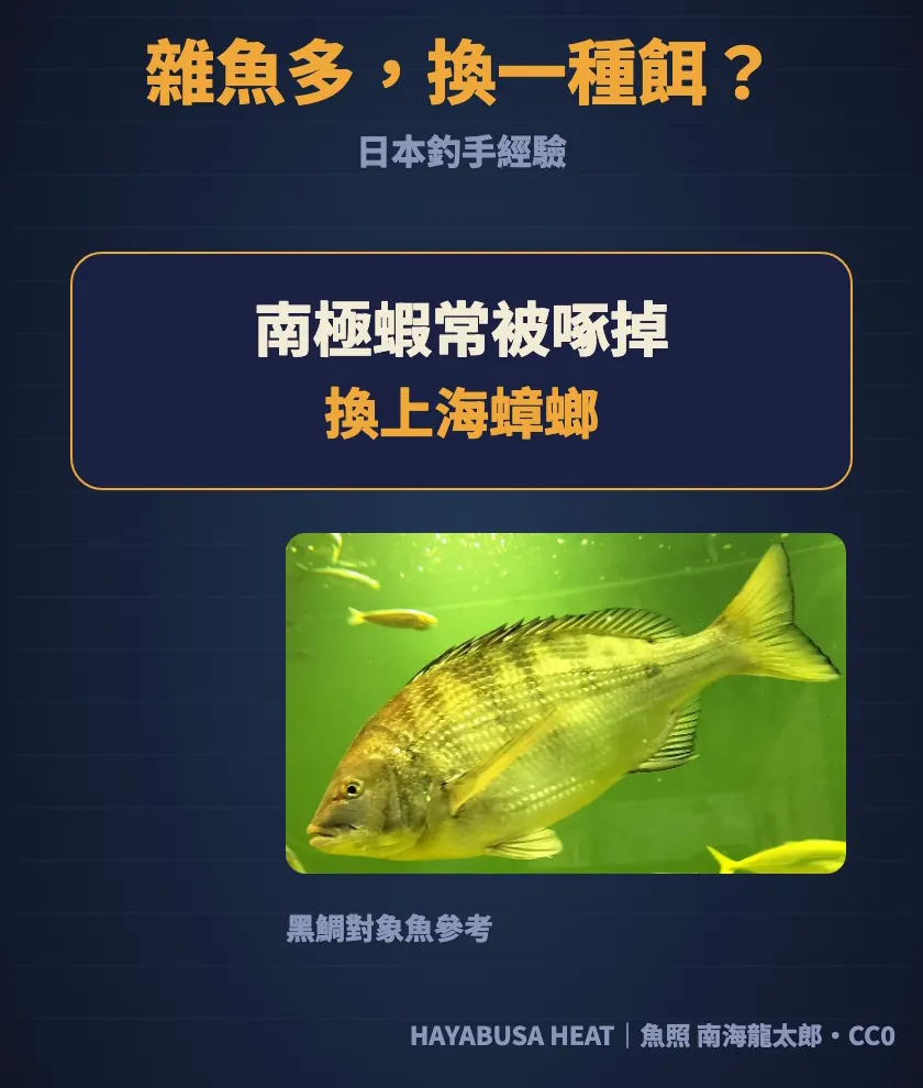 日本釣手經驗：雜魚多、南極蝦常被啄掉時換上海蟑螂