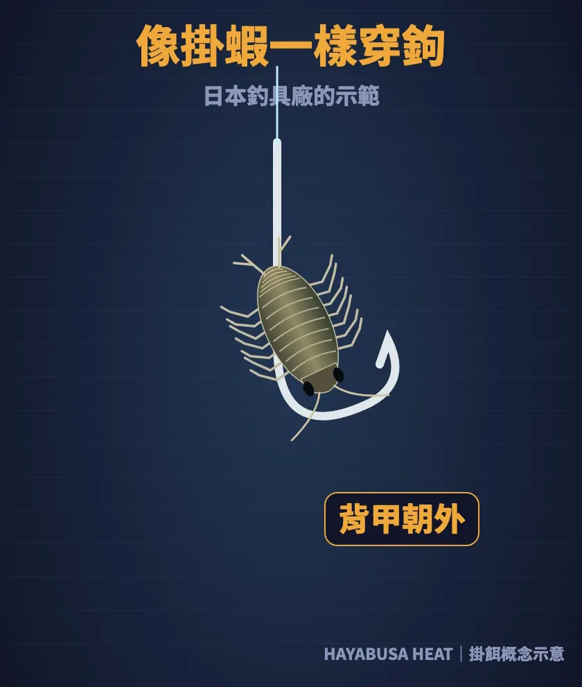 像掛蝦一樣穿鉤，讓海蟑螂的背甲朝外