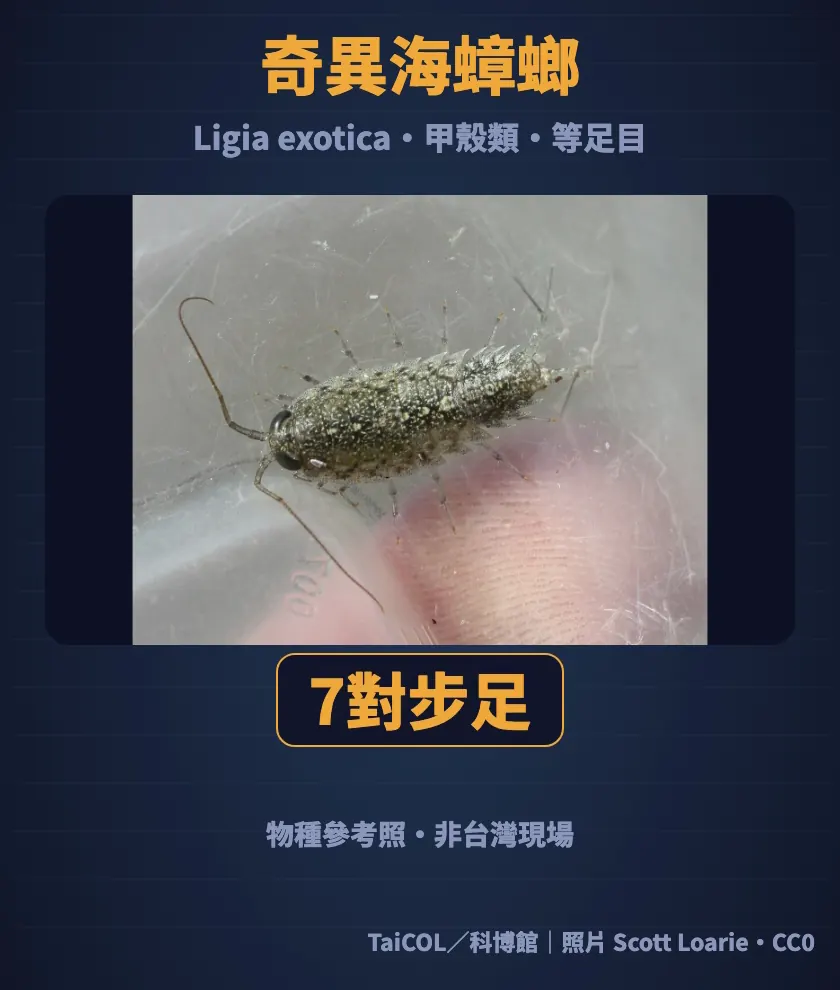 奇異海蟑螂 Ligia exotica：甲殼類、等足目，成體有7對步足