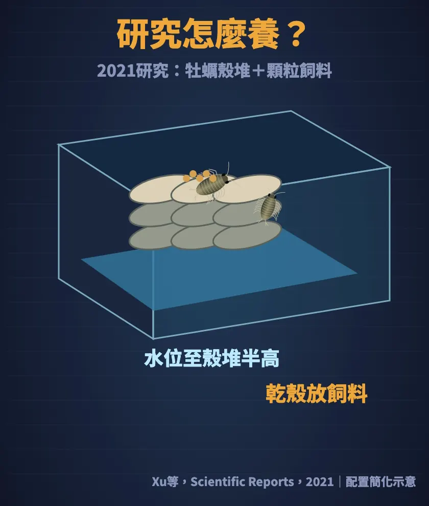 2021年研究的飼養配置：牡蠣殼堆，水位到殼堆半高，飼料放在乾殼上