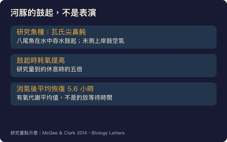河豚鼓氣研究圖解：瓦氏尖鼻魨耗氧約五倍，消氣後有氧代謝平均5.6小時恢復